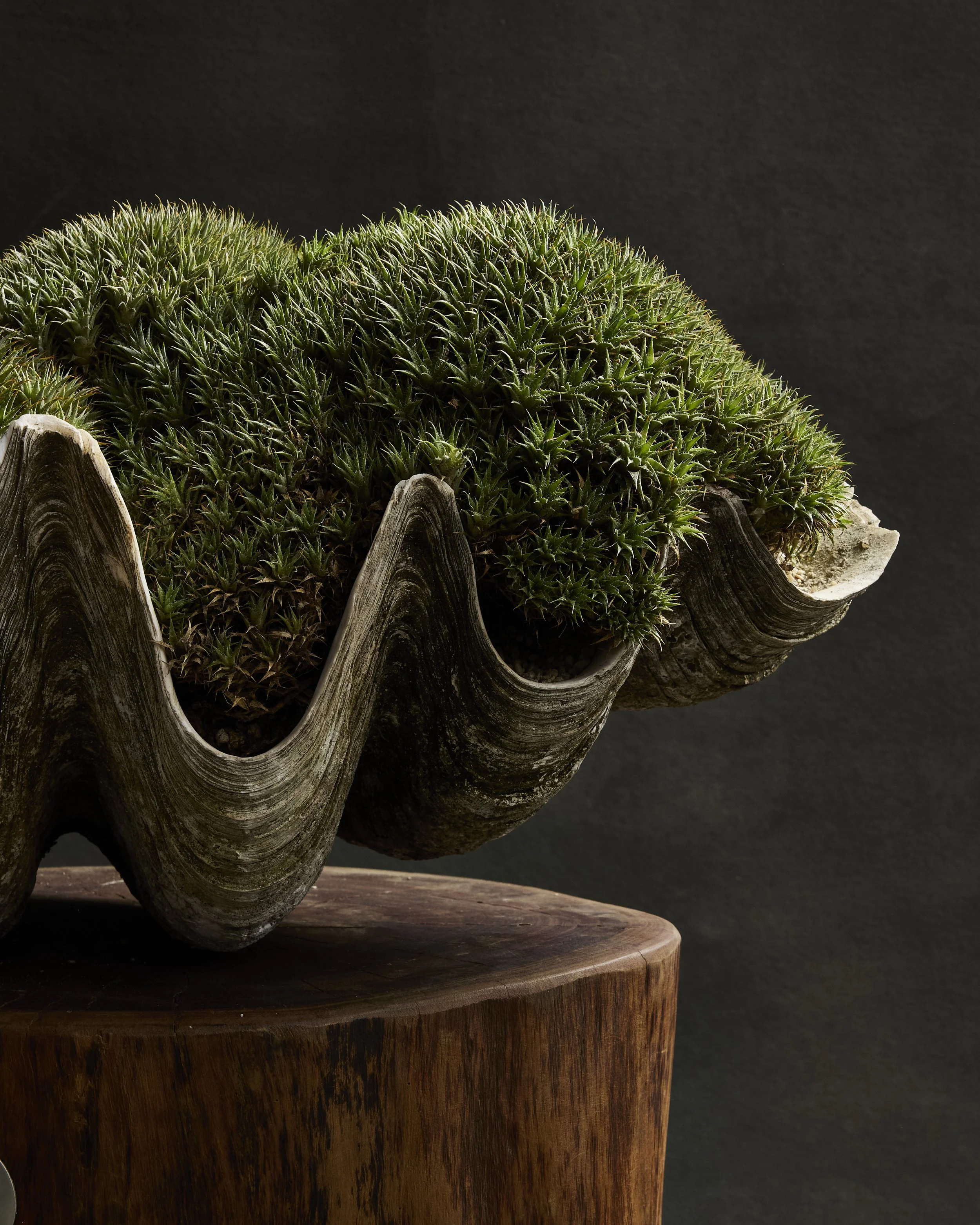 Giant Tridacna Gigas Clamshell — the haus plant